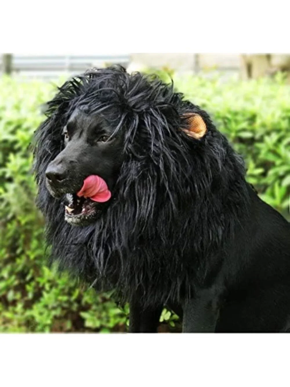 Funny Lion Mane Wig for Dogs with Ears | Cute Pet Costume for Halloween